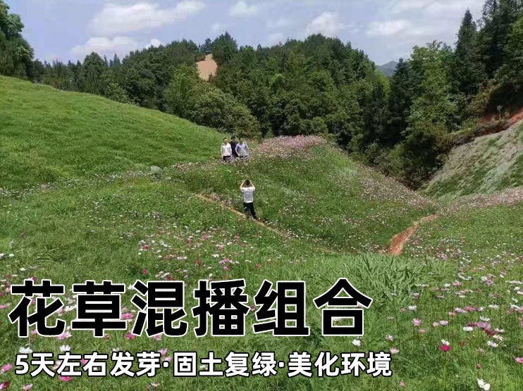草坪种子固土护坡草籽边坡绿化工程四季常青草耐旱耐热狗牙根净籽