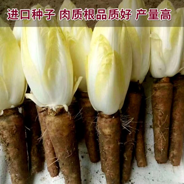 欧洲芽球菊苣种子 玉兰菜 软化菊苣种籽孑 阳台庭院种植