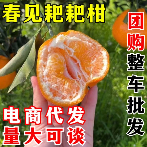 春见耙耙柑 一件代发 四川粑粑柑新鲜水果当季丑八怪橘子